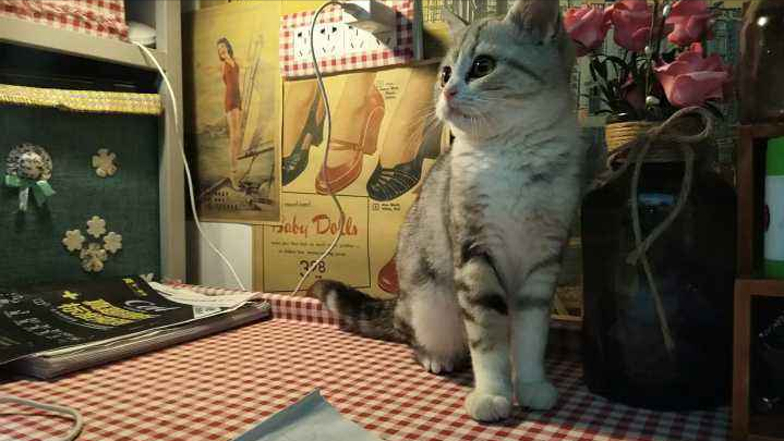 想对大学里养猫的同学说：请不要将爱心带到宿舍，我不喜欢猫