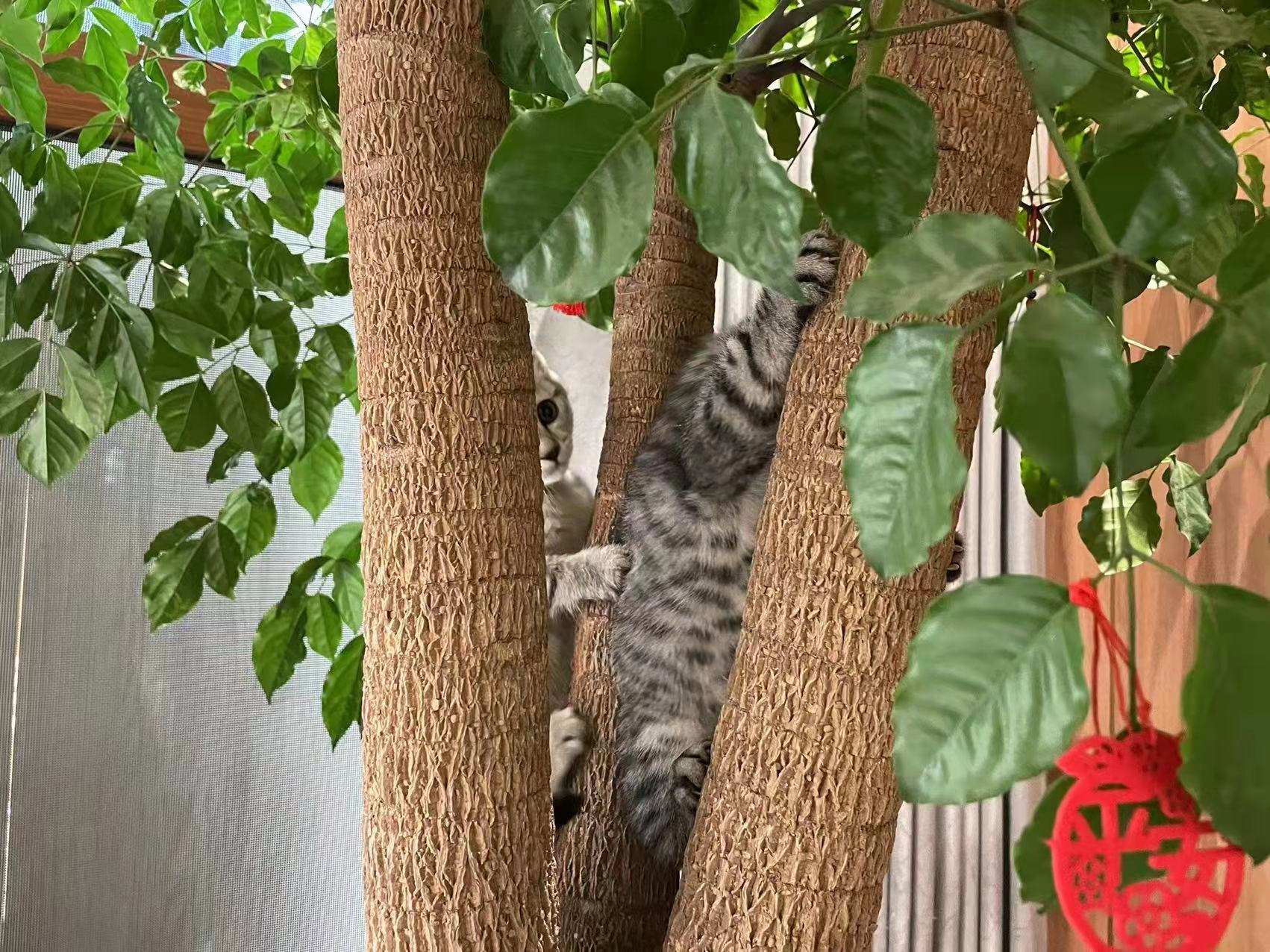 猫粮也有风干的？WOMO全肉猫粮让主子吃点好的