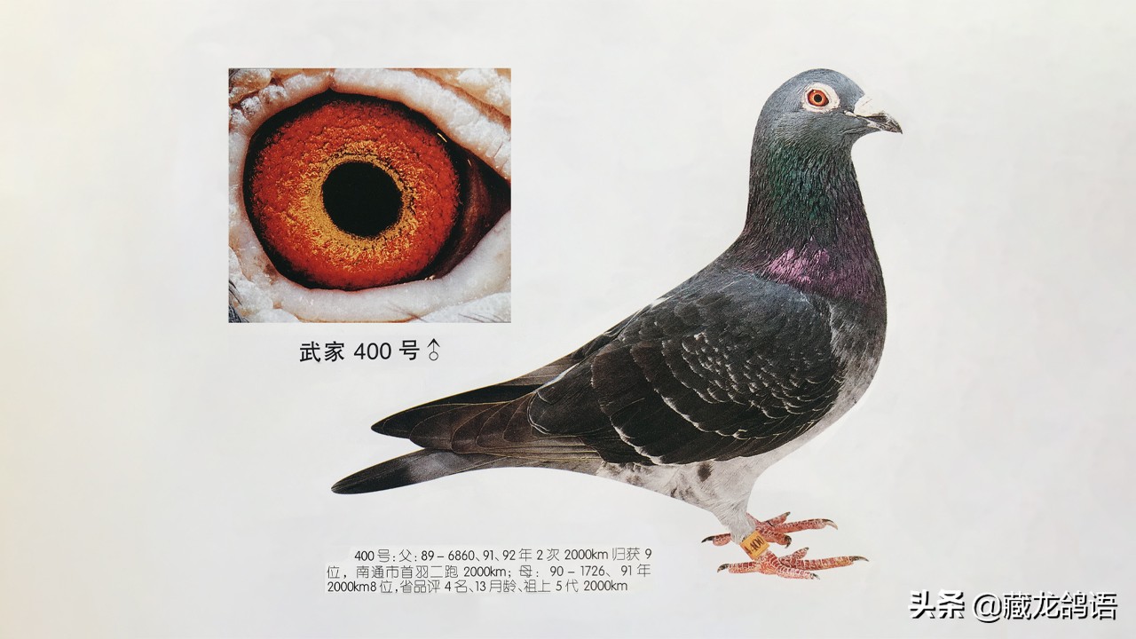 「南北齐飞,宁死不进它人棚」——记胡家顺的超级赛鸽