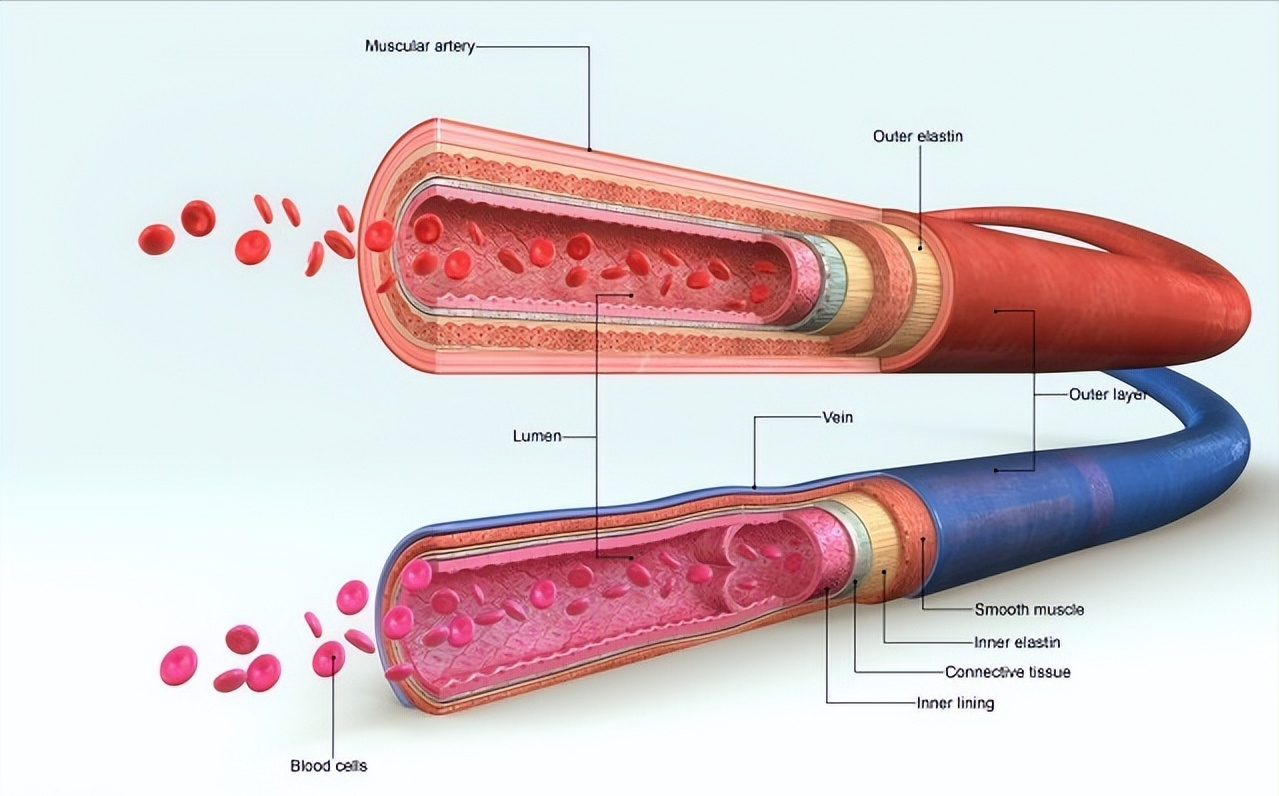 人体血管寿命有多长，人的生命就有多长，如何才能延长血管生命？
