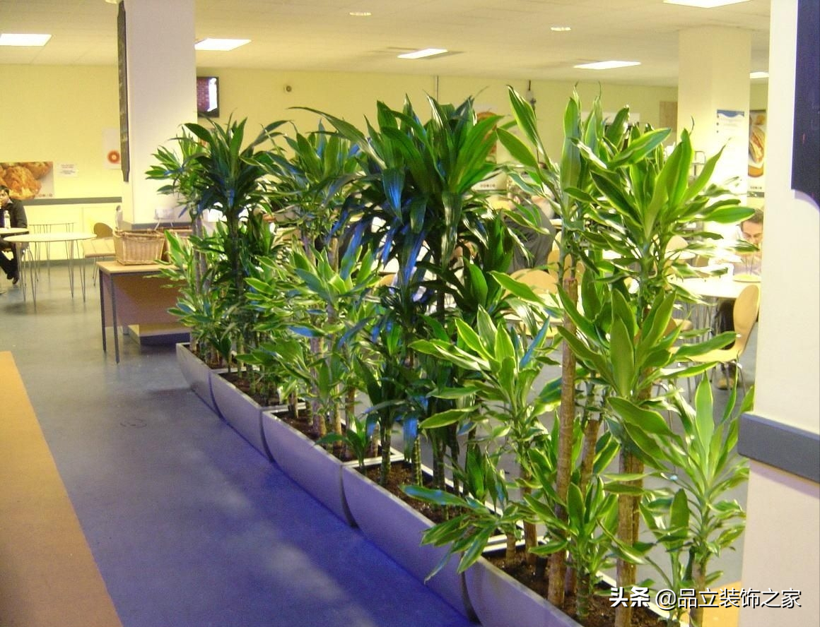 办公室装修后如何选择绿植？摆放植物都有哪些注意事项？