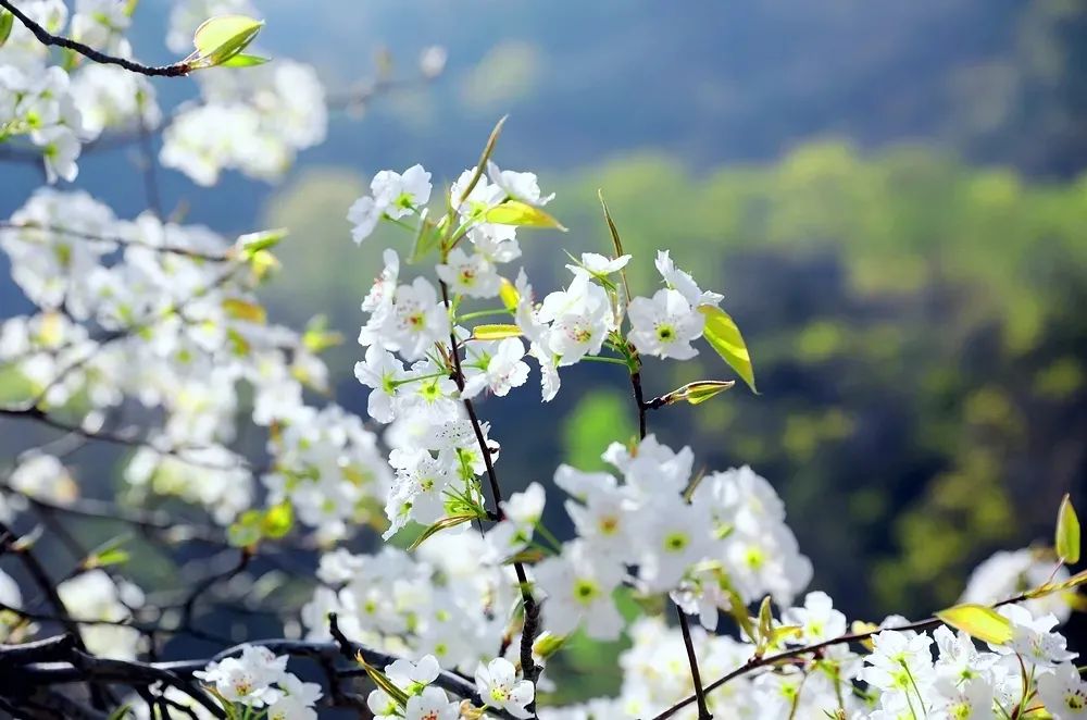 阳春三月春风暖，踏春太行大峡谷游玩正当时