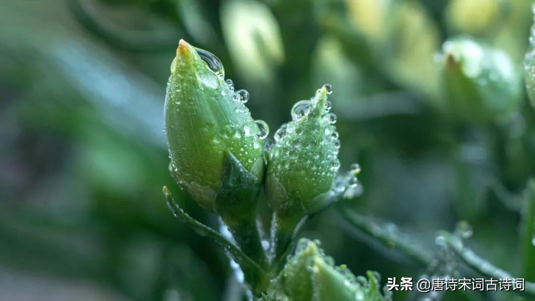 江南春雨，人间极致的浪漫