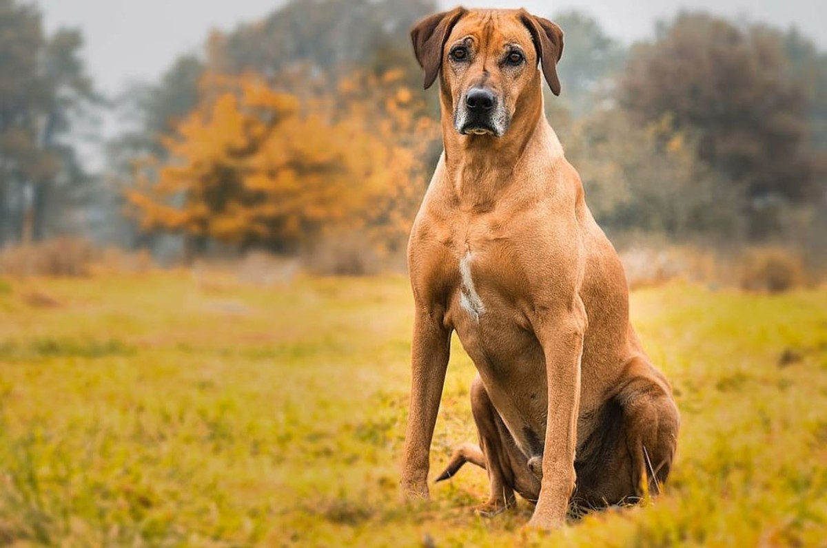 該品種以前被稱為vanrooyen的獅子狗,非洲獅子獵犬和非洲獅子狗.