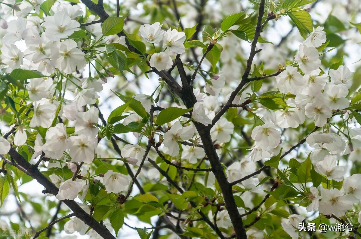 春天的颜色——红白黄紫绿