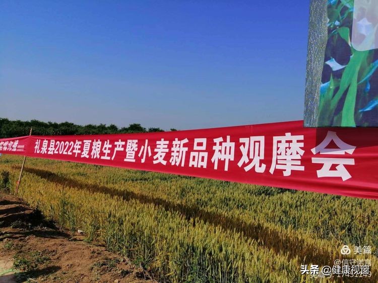 咸阳市礼泉县召开2022年夏粮生产暨小麦新品种观摩会