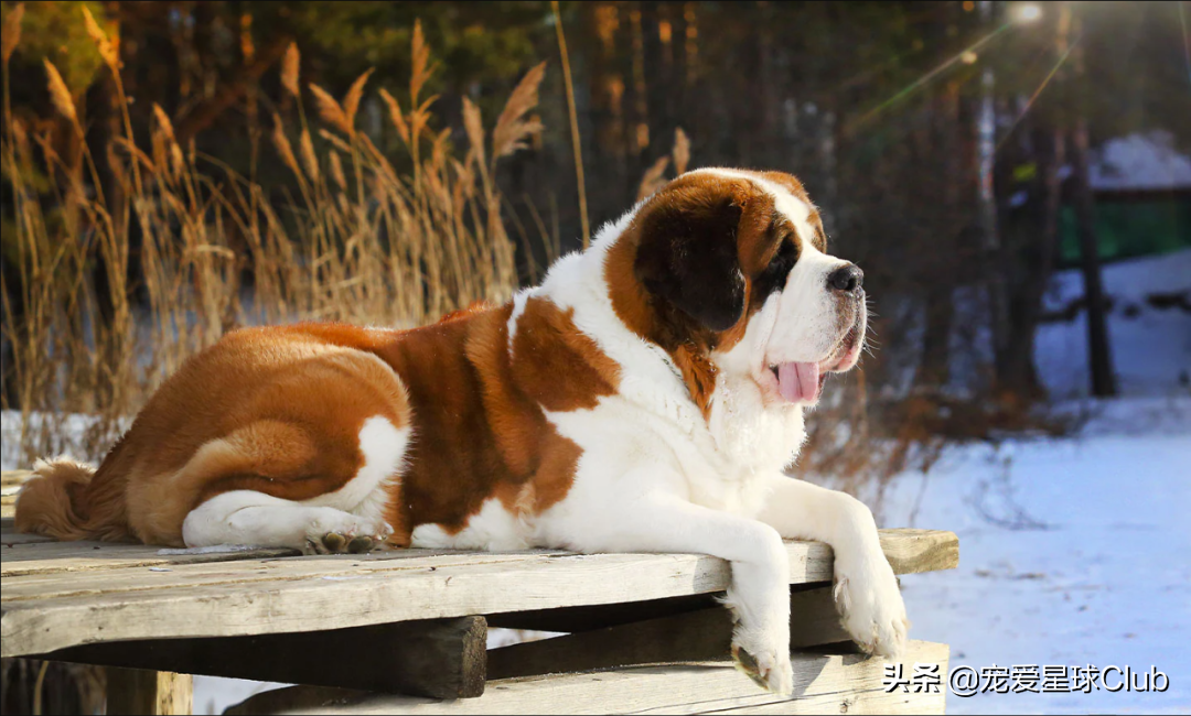 圣伯纳德犬(百科 | 圣伯纳犬，拥有超萌力的瑞士铁汉)