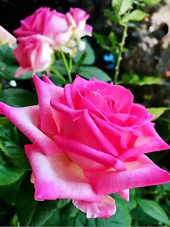 糖果雪山 花型杯状 花瓣重叠饱满 鲜亮白粉色 标准的切花月季 天天看点