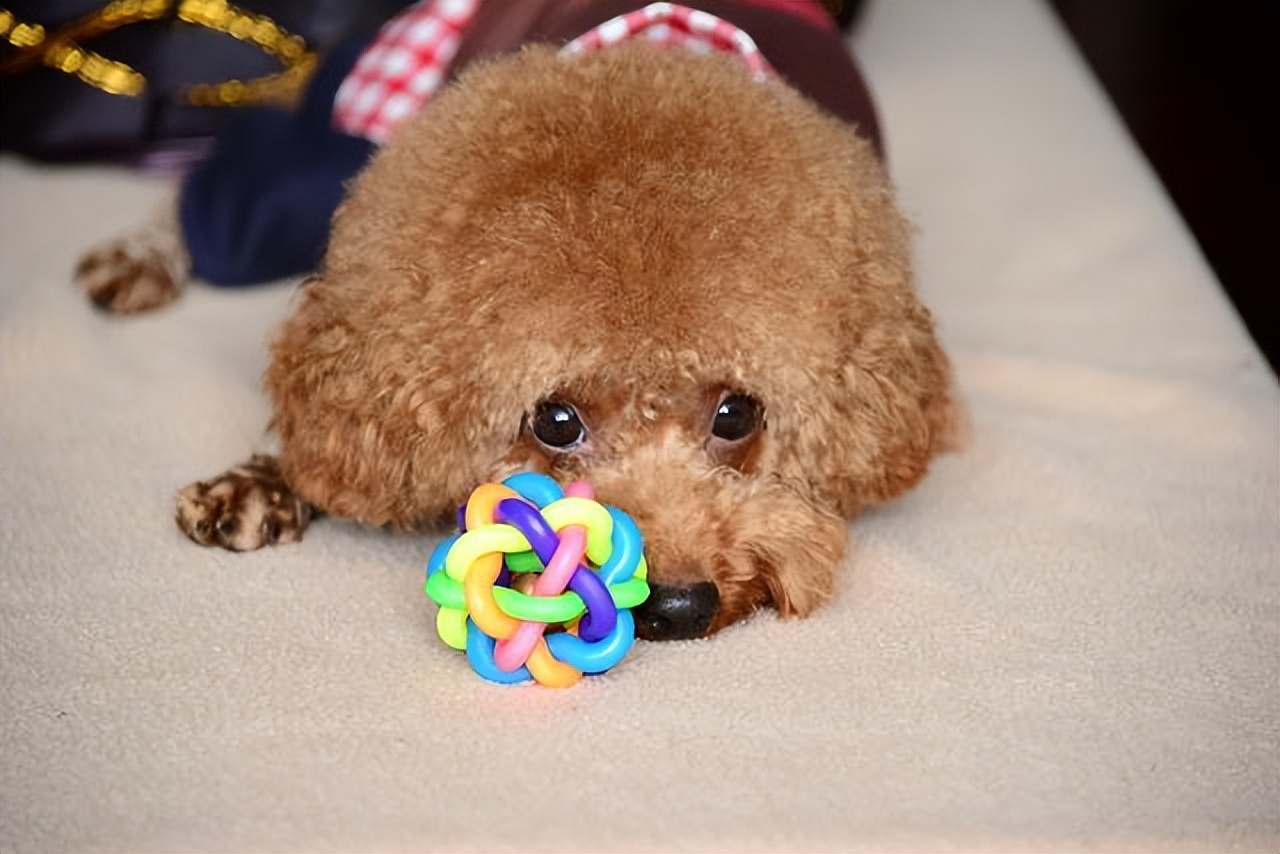 "纯种"泰迪犬才有的6个特征,很多人养的是串串