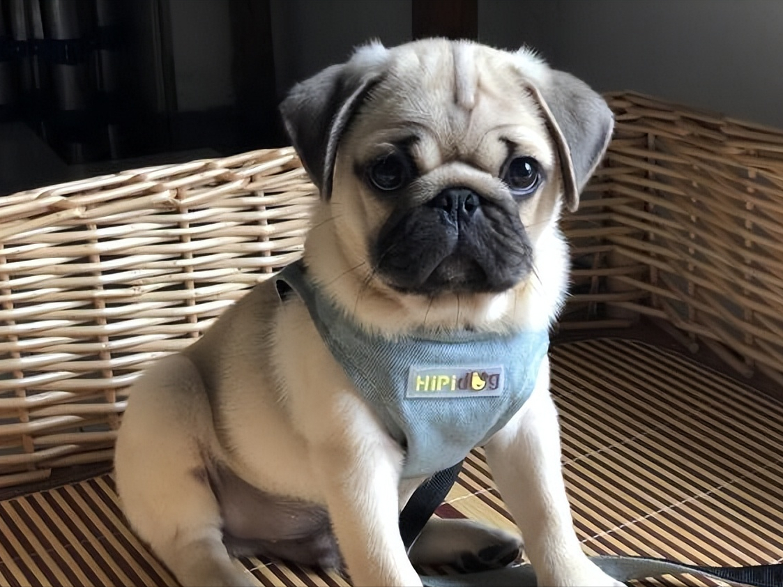 越来越多巴哥犬出现泪痕?背后的原因是什么?