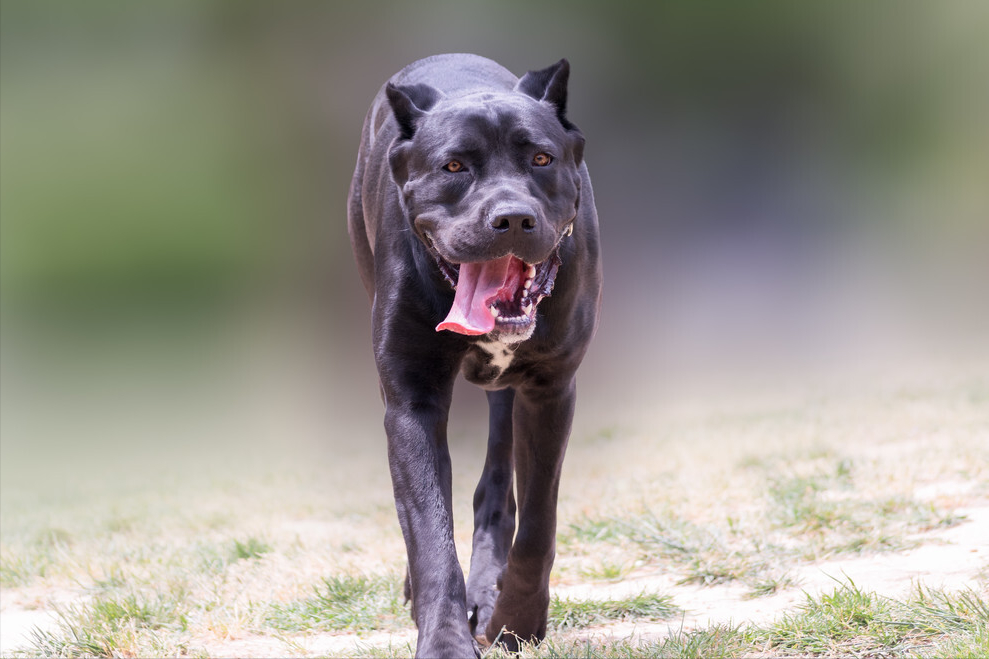 见到一定绕道走！地表战斗力爆表的12种猛犬，一獒战三狼战狮子？