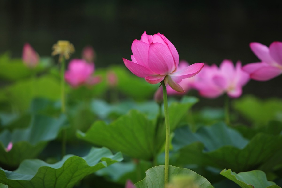 总理批示！攻克核心技术！这所百年名校“第一交响乐”火了，享誉国际！