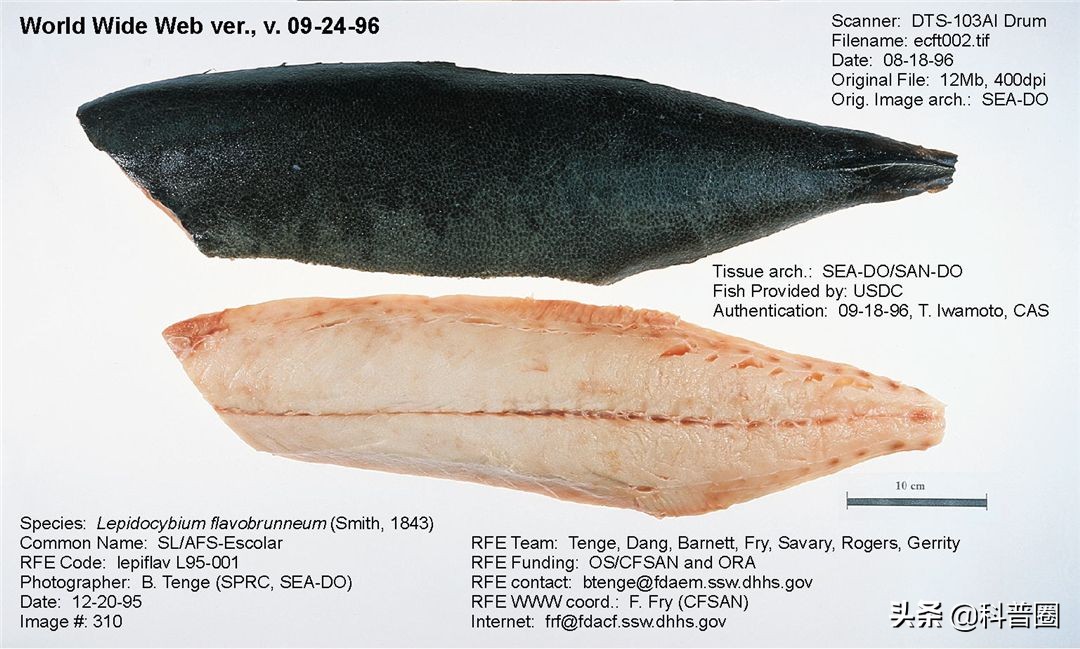 油鱼是棘鳞蛇鲭和异鳞蛇鲭的通称,前者是我们所说