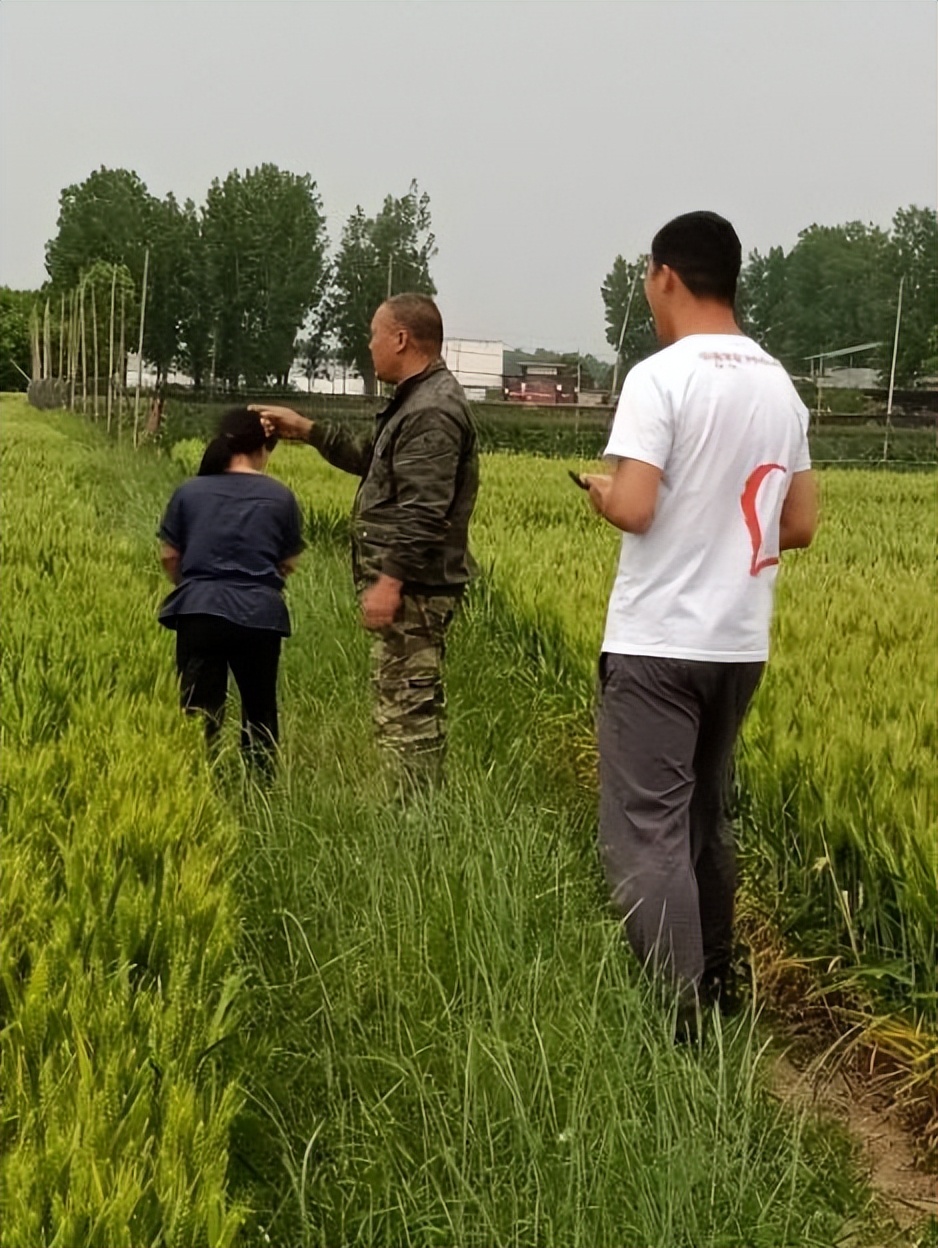 平安產險河南分公司：科技農險線上保障 種養、抗疫兩不誤