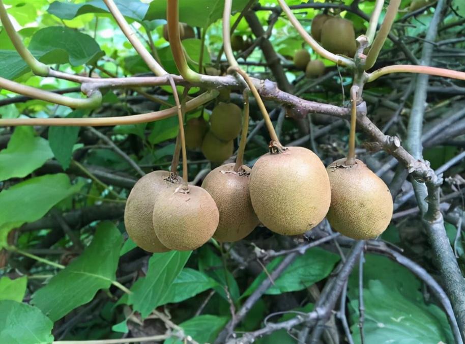 9种能“酸掉牙”的野果，儿时却爱吃得不行，现在你还认识几种？