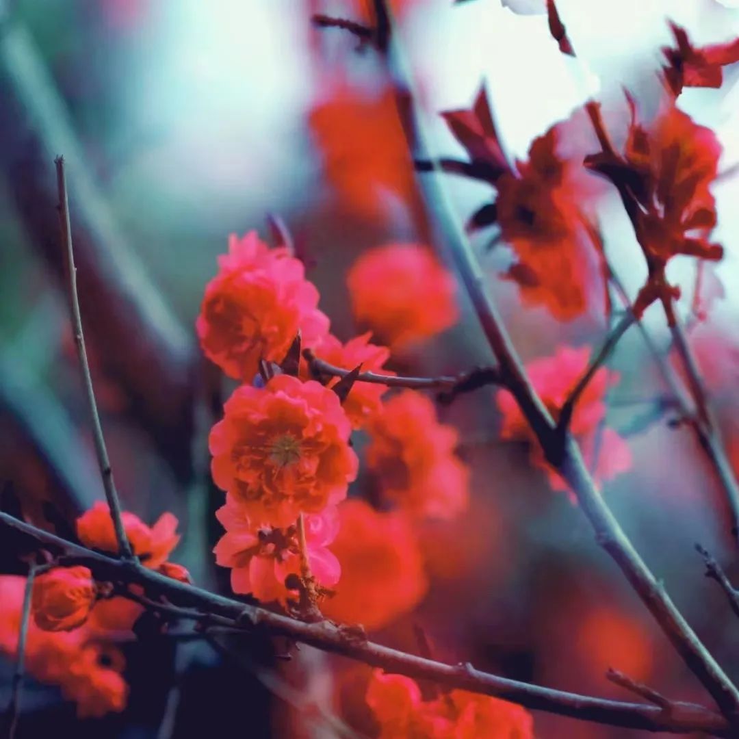 千年府城，四月春色