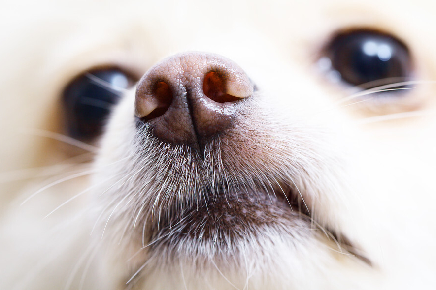 博美血统纯正的"6大"特征,我家是串串,你家呢?