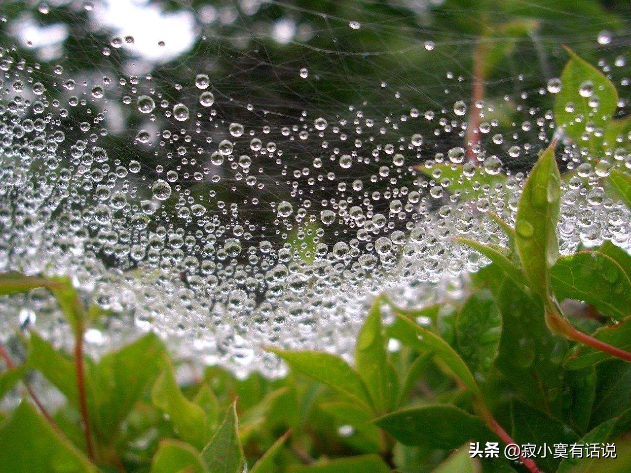 三月里的小雨，淅淅沥沥，下个不停