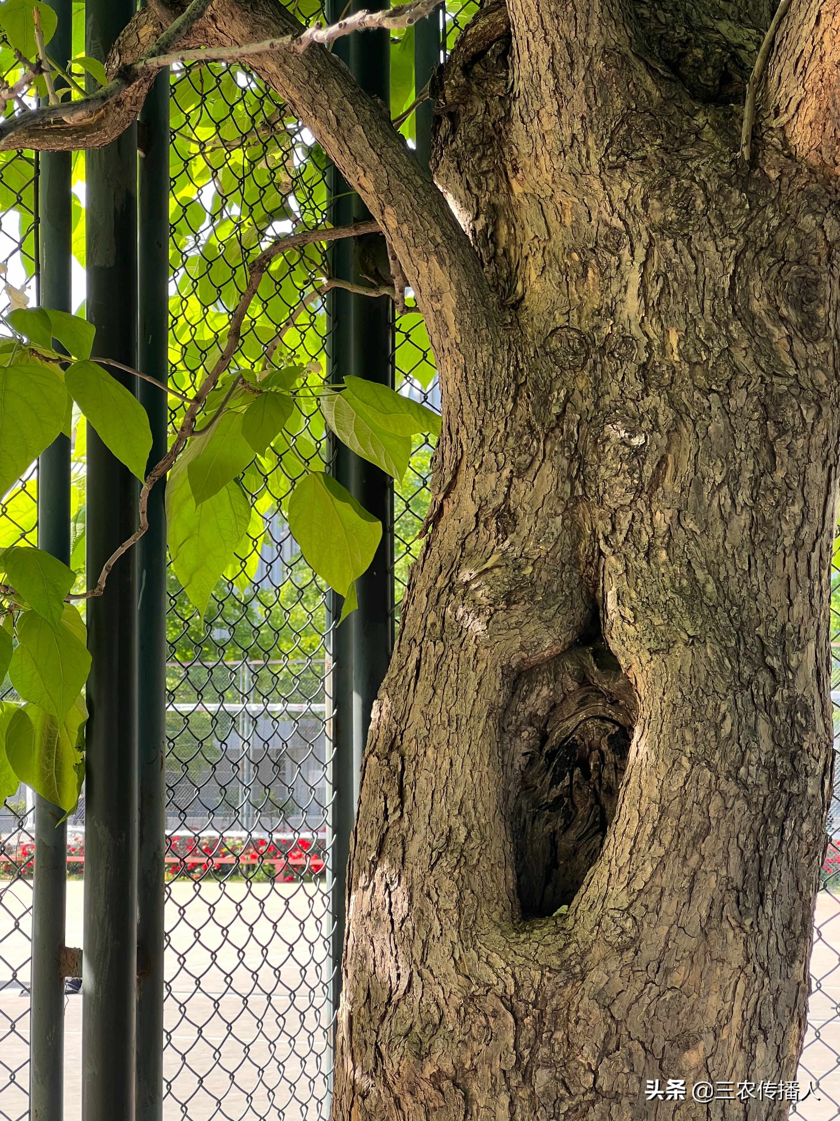 高考将至 | 用照片带你领略中国农业大学~ 是你向往的大学吗？