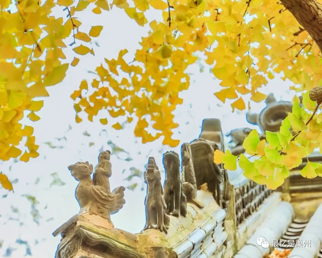 故乡的回忆——校园银杏黄