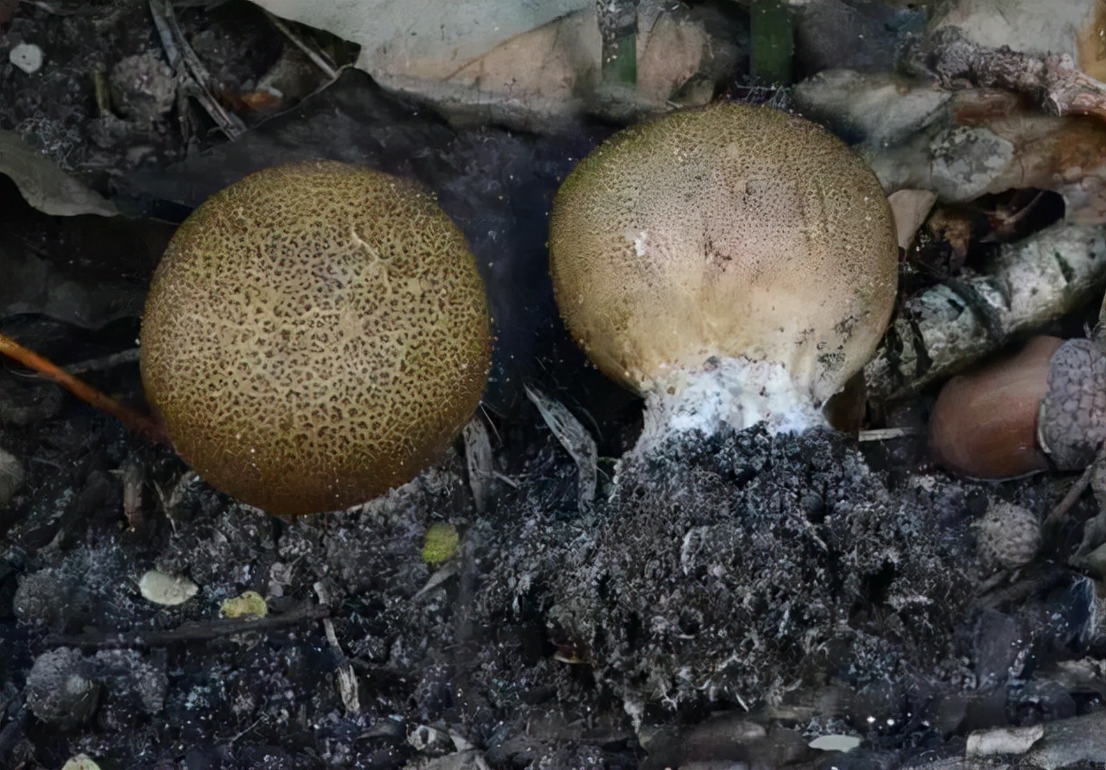 马屁泡多少钱一斤(马屁泡有毒吗)
