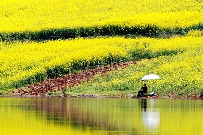 超美！汉中油菜花海美景醉人，快来隔屏感受春天的气息~