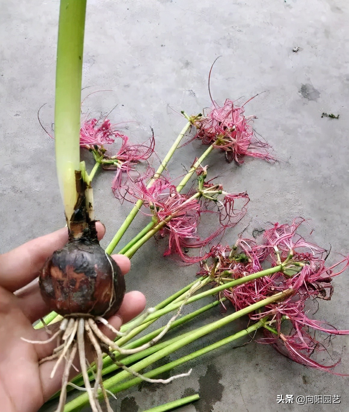 11.红花石蒜(彼岸花)