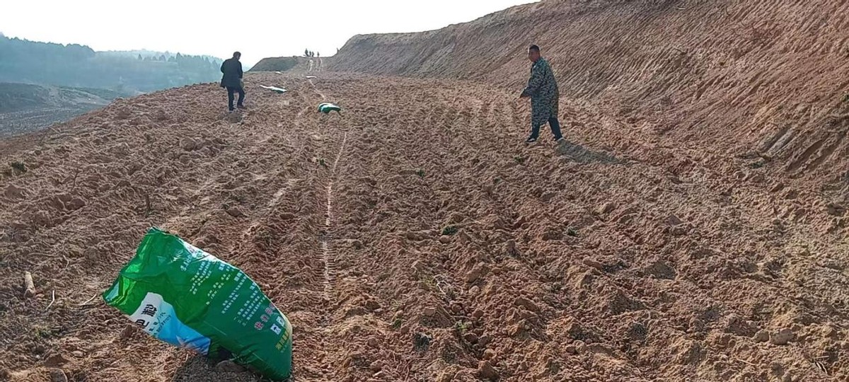 侯家坡村：夺旗保旗传旗 百亩艾草增效益