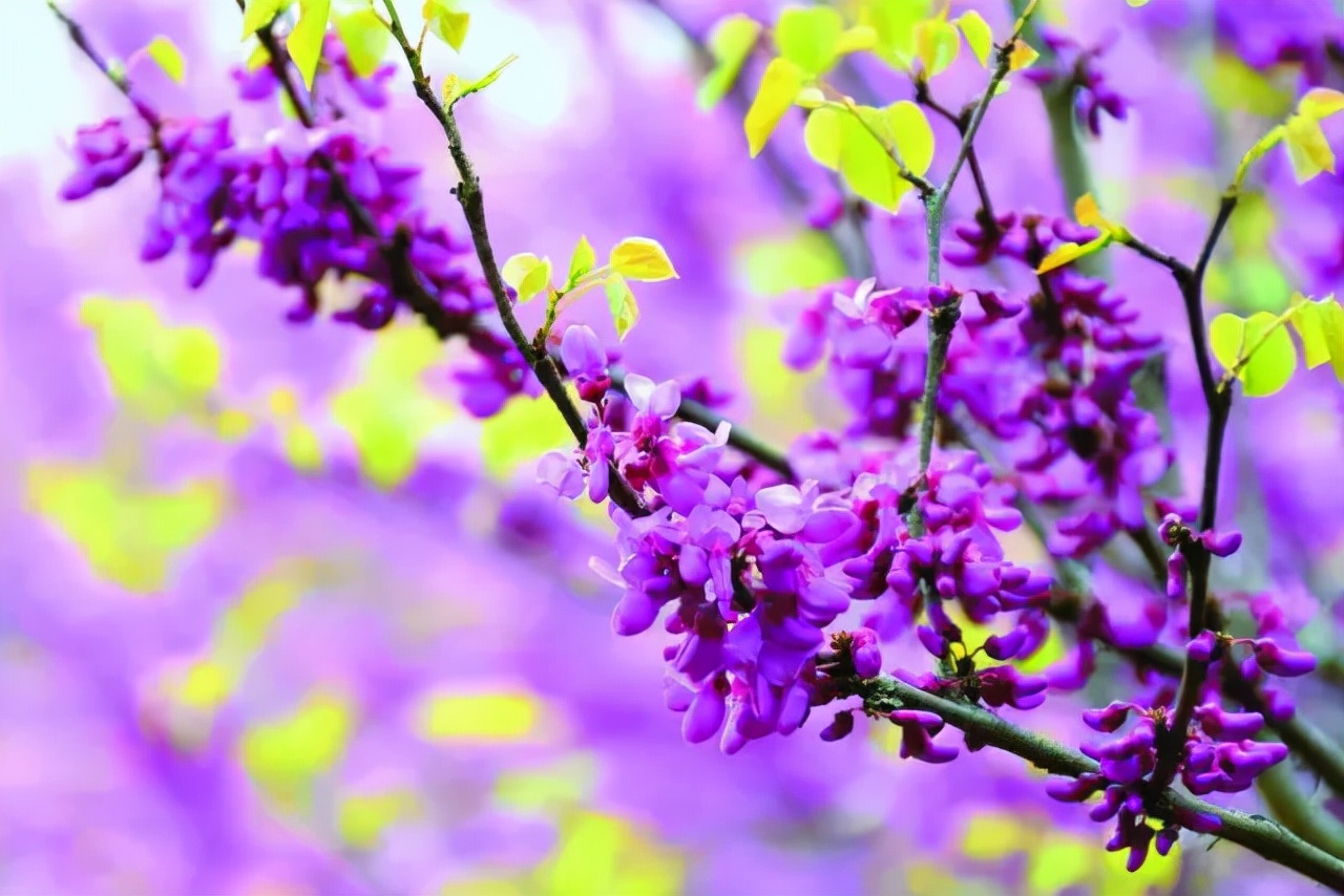 高清大图惊艳曝光！湖北高校“最美校花”比拼，个个颜值“天花板”！