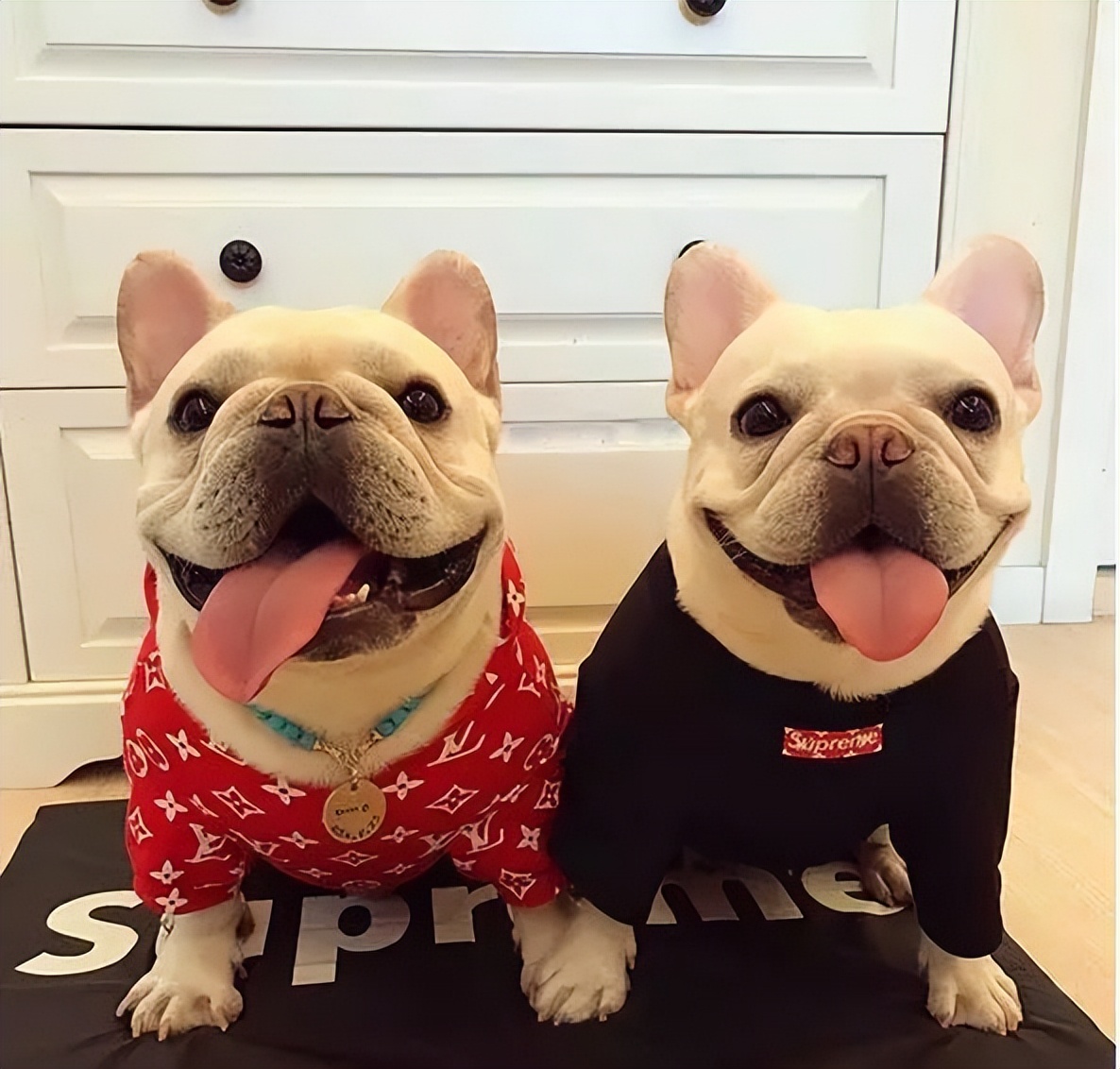 巴哥犬和法国斗牛犬有什么区别,为什么法斗更多人养?