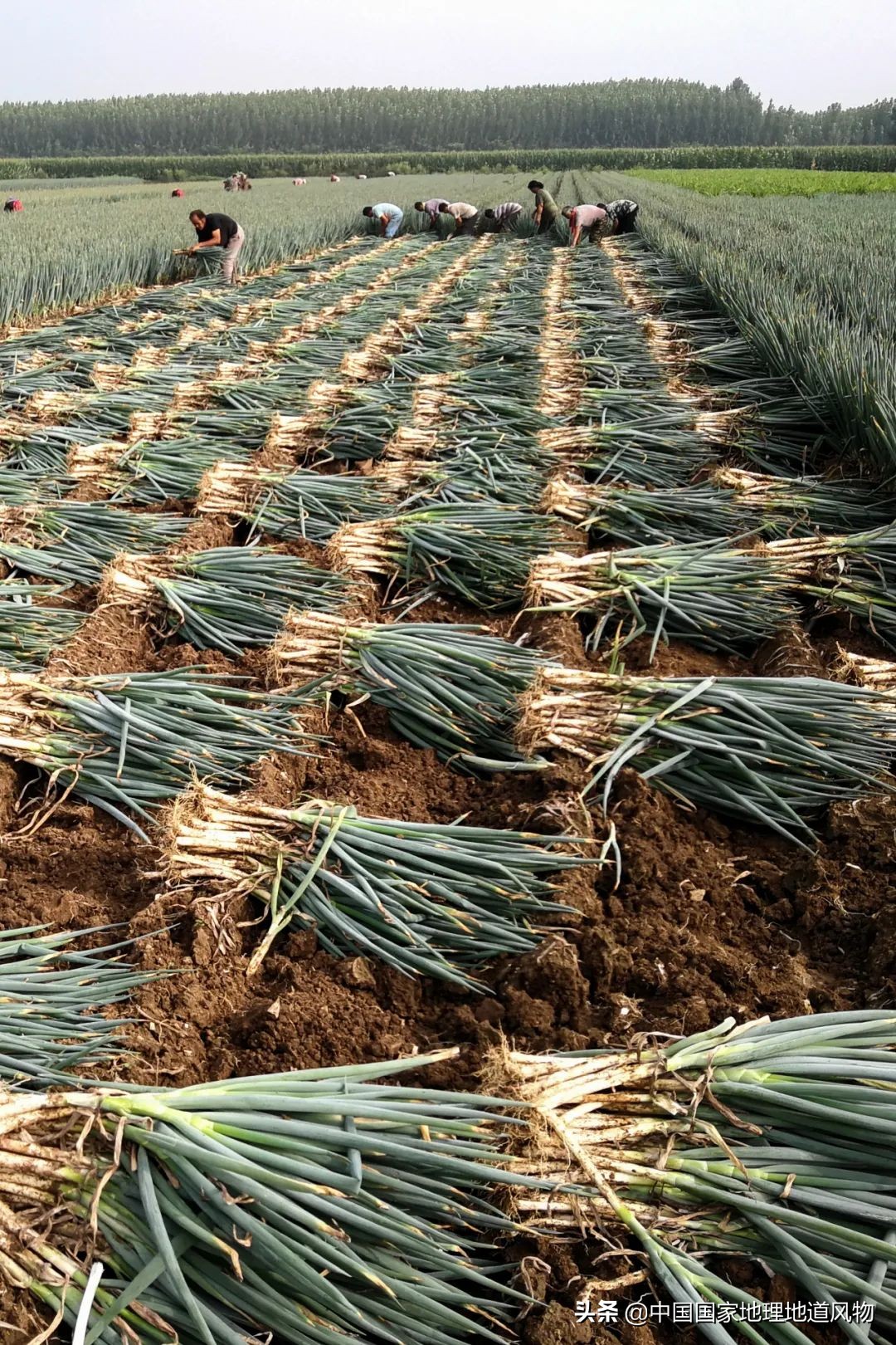 助力蔬菜自由，山东、河南、河北、江苏四省，种菜到底有多猛？