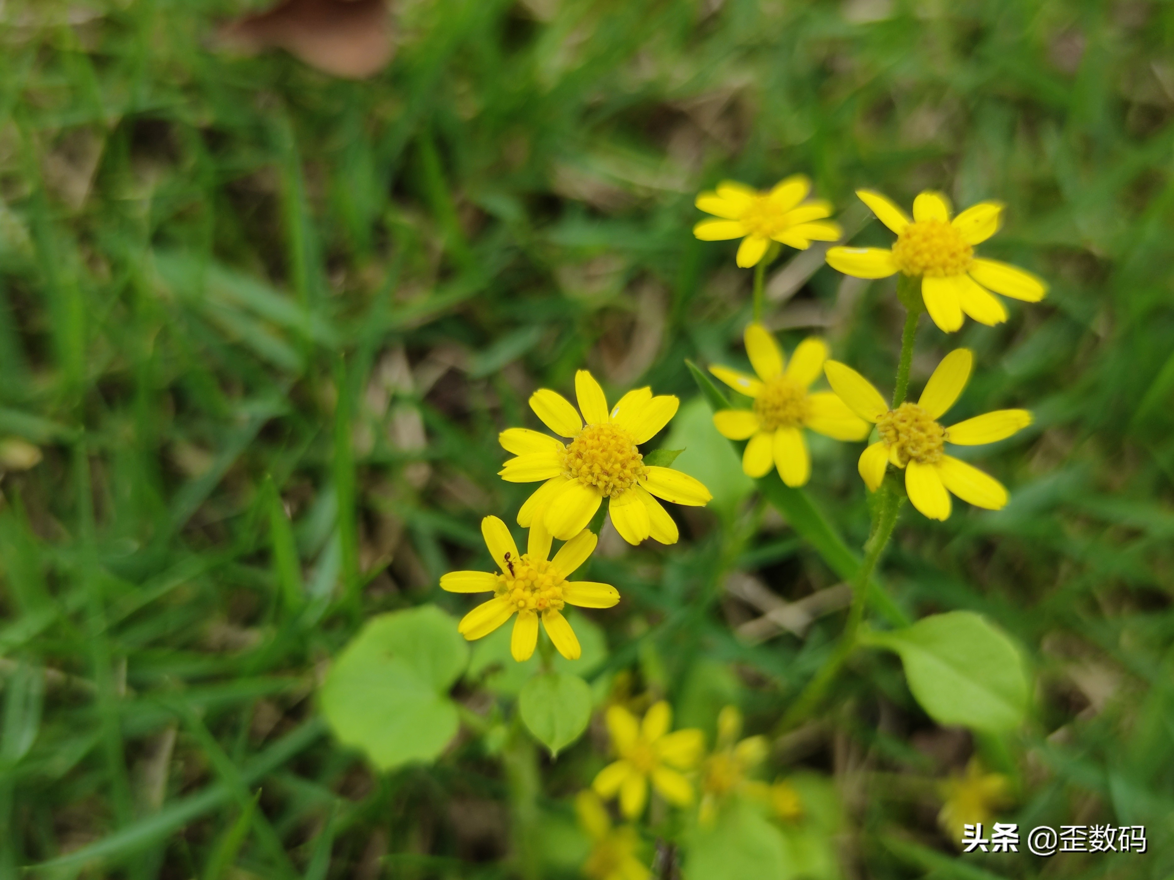 小米10的真正槽点，主摄的表现让人失望，为什么很少有人发现？