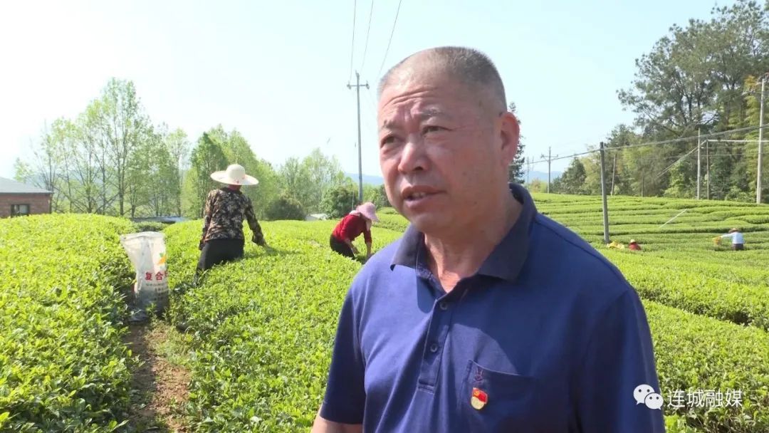 「全面推進鄉村振興」連城宣和：茶園飄香采茶忙