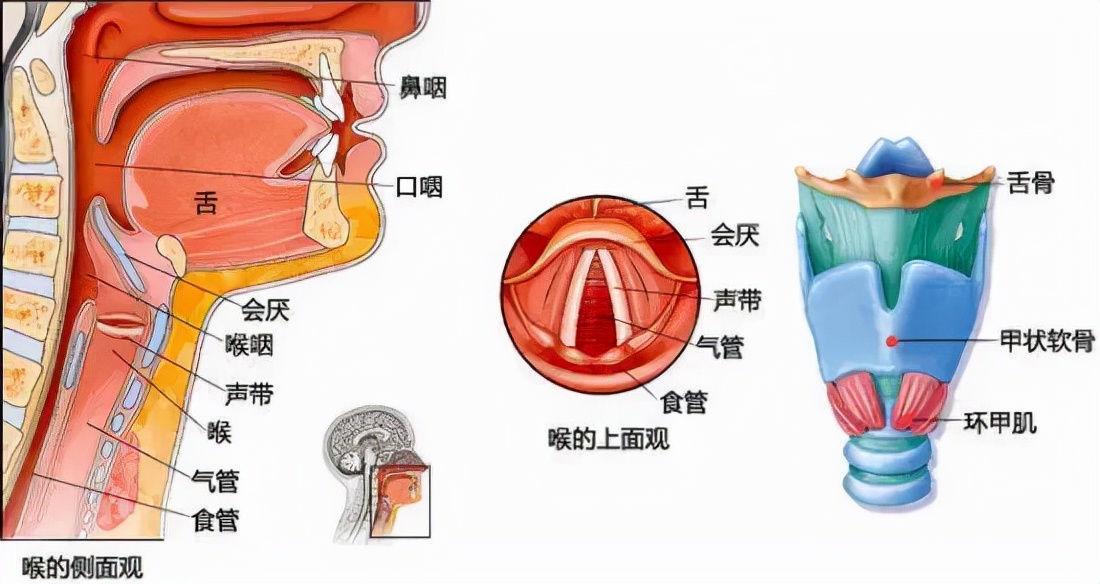 二次元们“热爱”的伪音，到底怎么说？