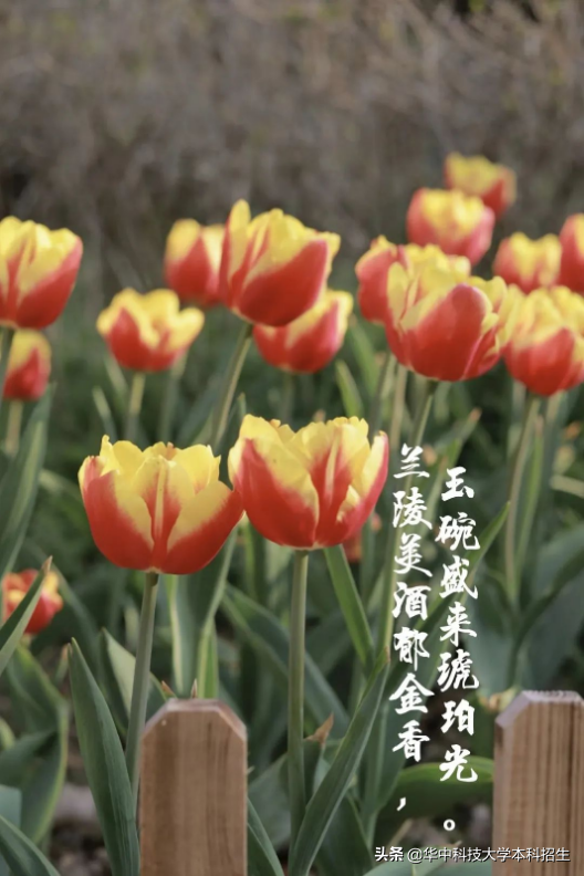 急速升温！这个夏天，华中科技大学将成全国“最火热”大学！吸引世界目光！