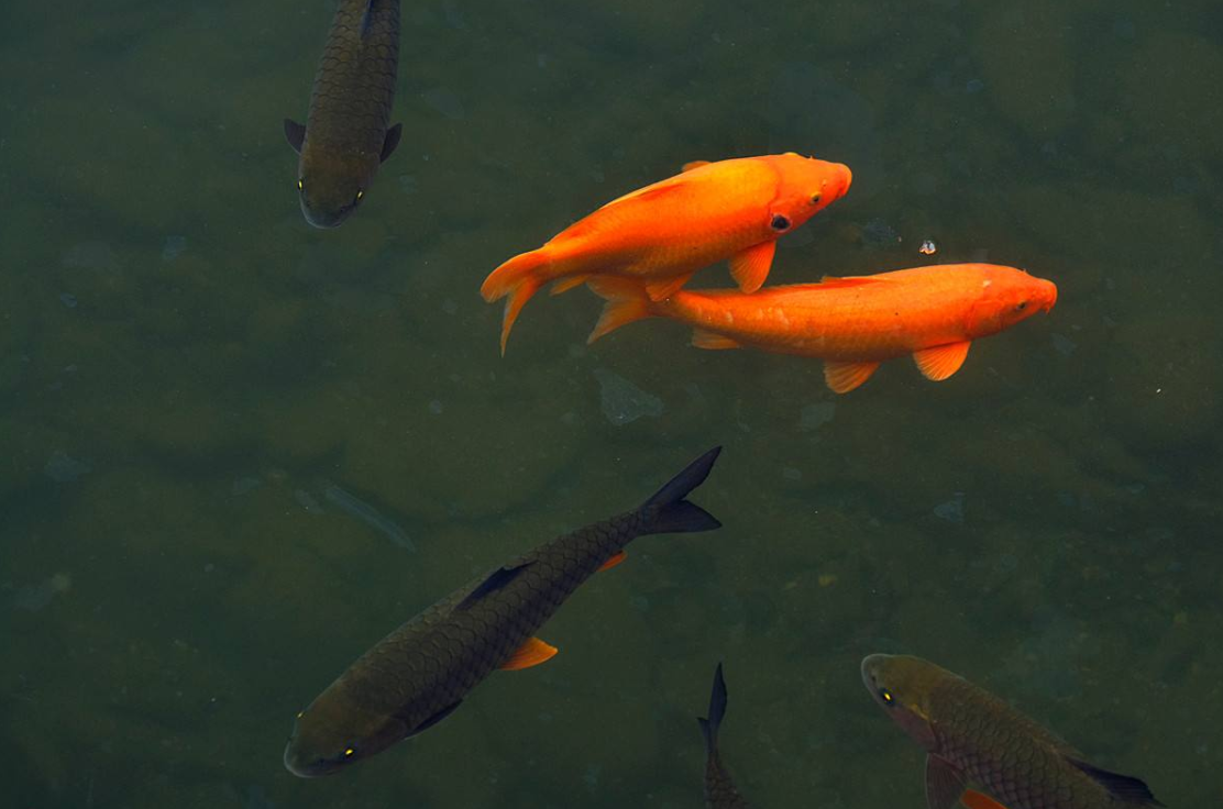 ​生男生女看谁，梦鲤鱼生女孩，梦蛇生男孩，有科学依据吗？