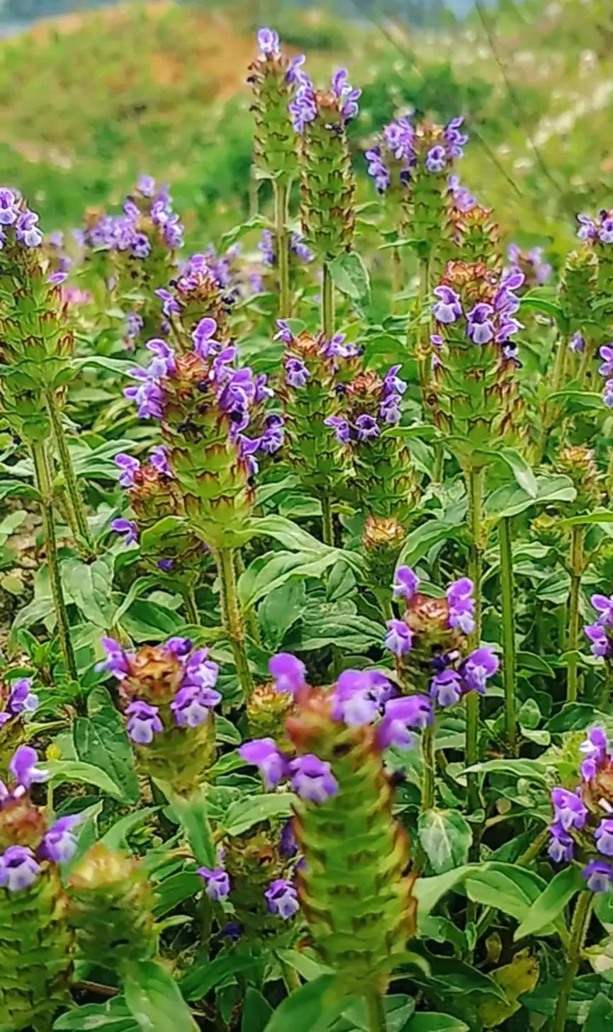 十二种很好的药食同源的植物,很多人不重视,其实在农村很常见