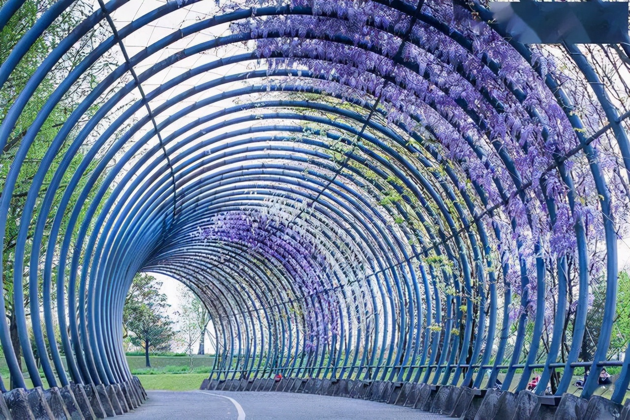 “紫藤挂云木，花蔓宜阳春”，藤蔓之美，美到心醉，网友：迷上了