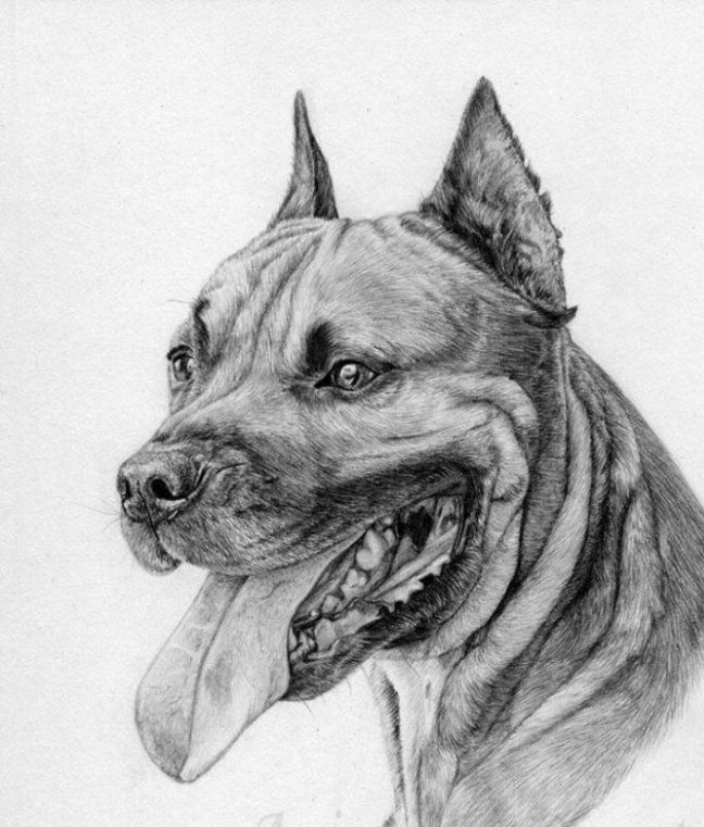 动物漫画图片铅笔画(用一只简单的铅笔画狗) - 赤虎壹号