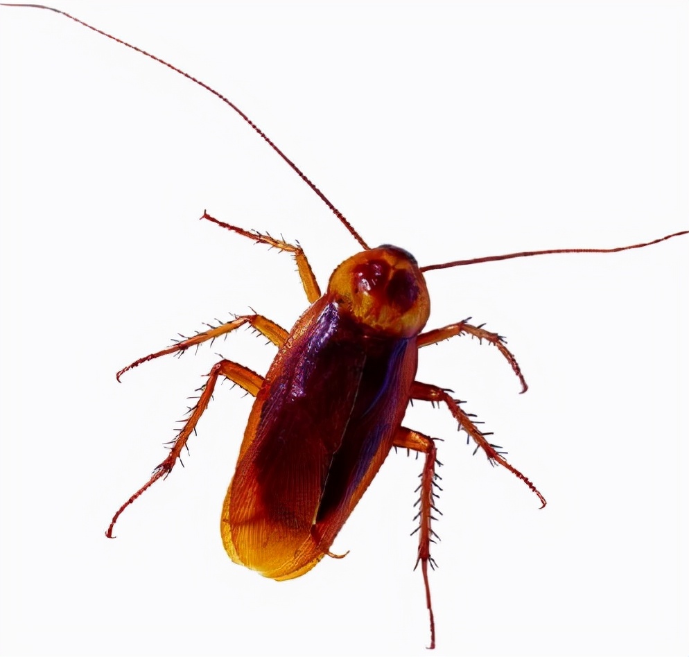 蟑螂是益虫还是害虫(农村常见的水蟑螂,广东竟卖到300元一斤,它到底是