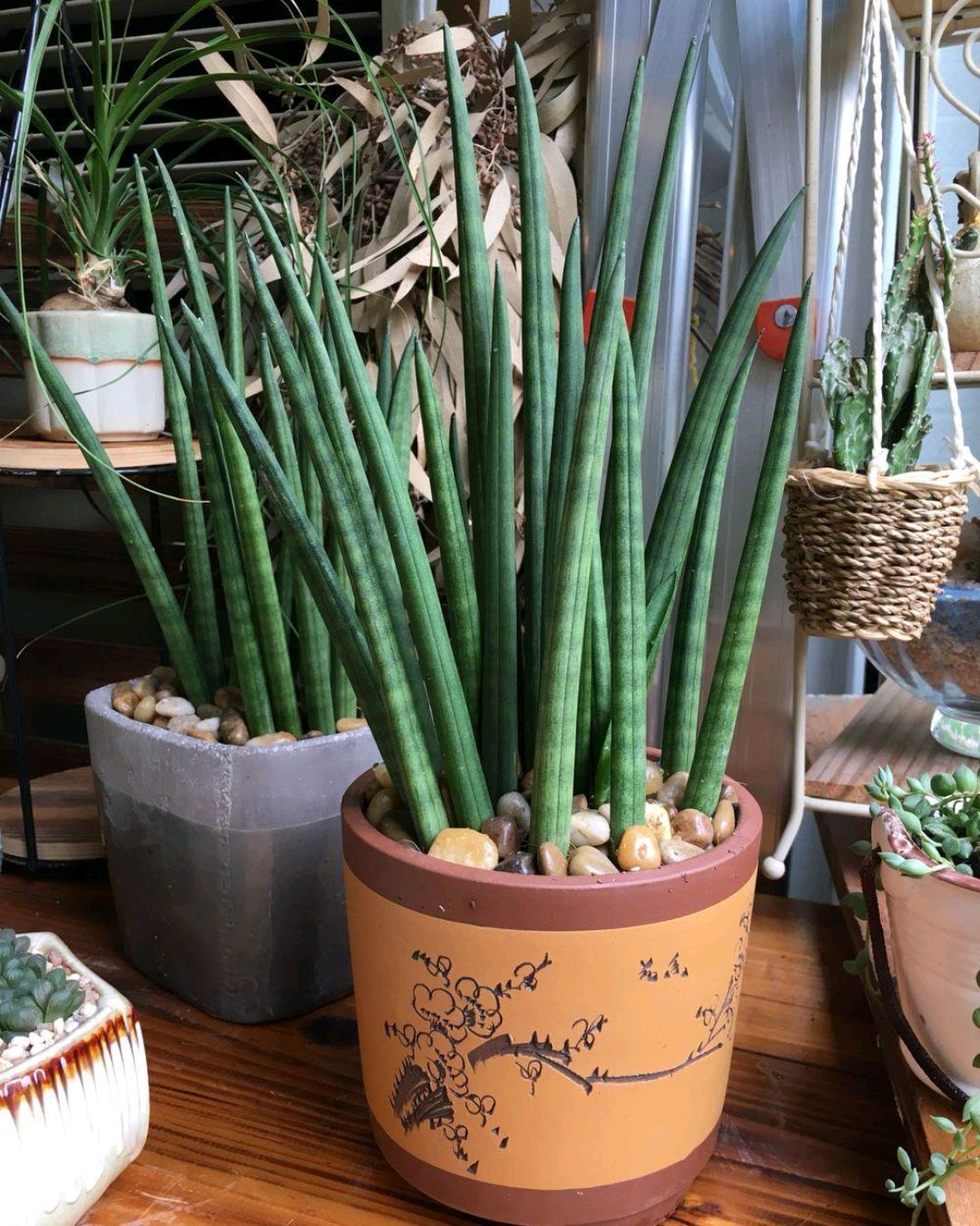 室内植物大全（40款超治愈的家居绿植介绍）