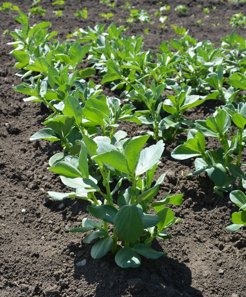 农学考研大解析来了！一个接地气的，与我们生活息息相关的专业