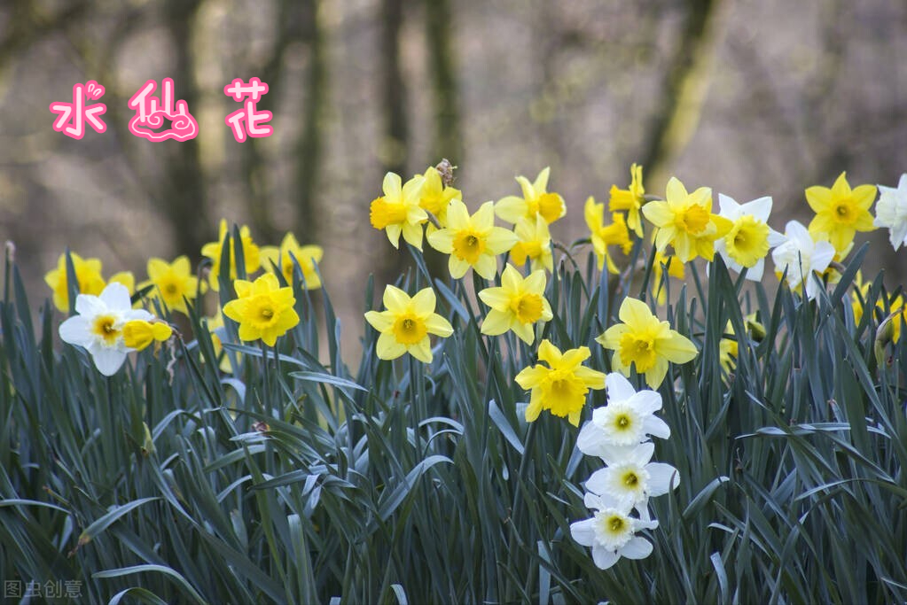 Python算法之水仙花数