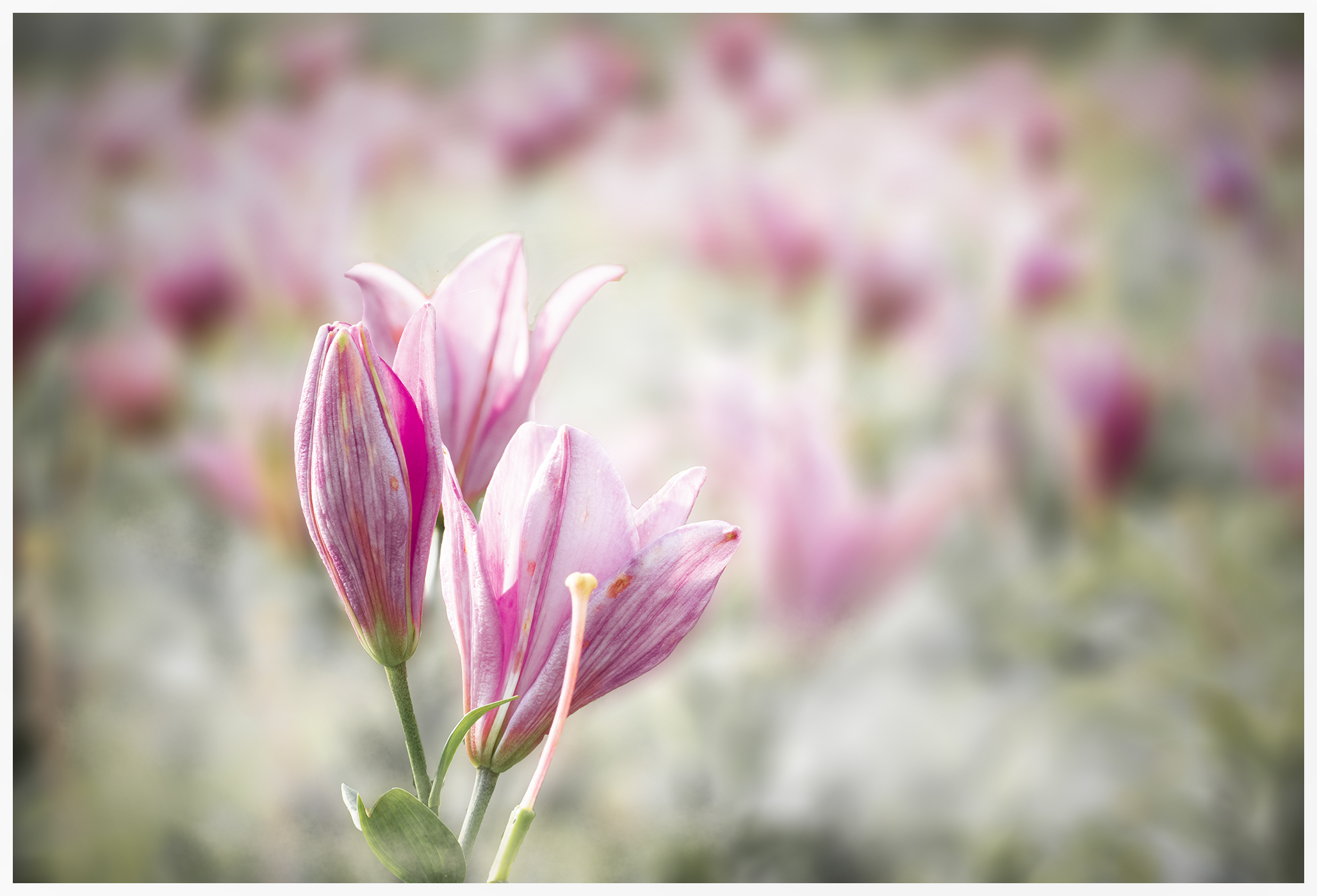 粉色百合花的花语和寓意 写百合花的优美短句-诚智百科网