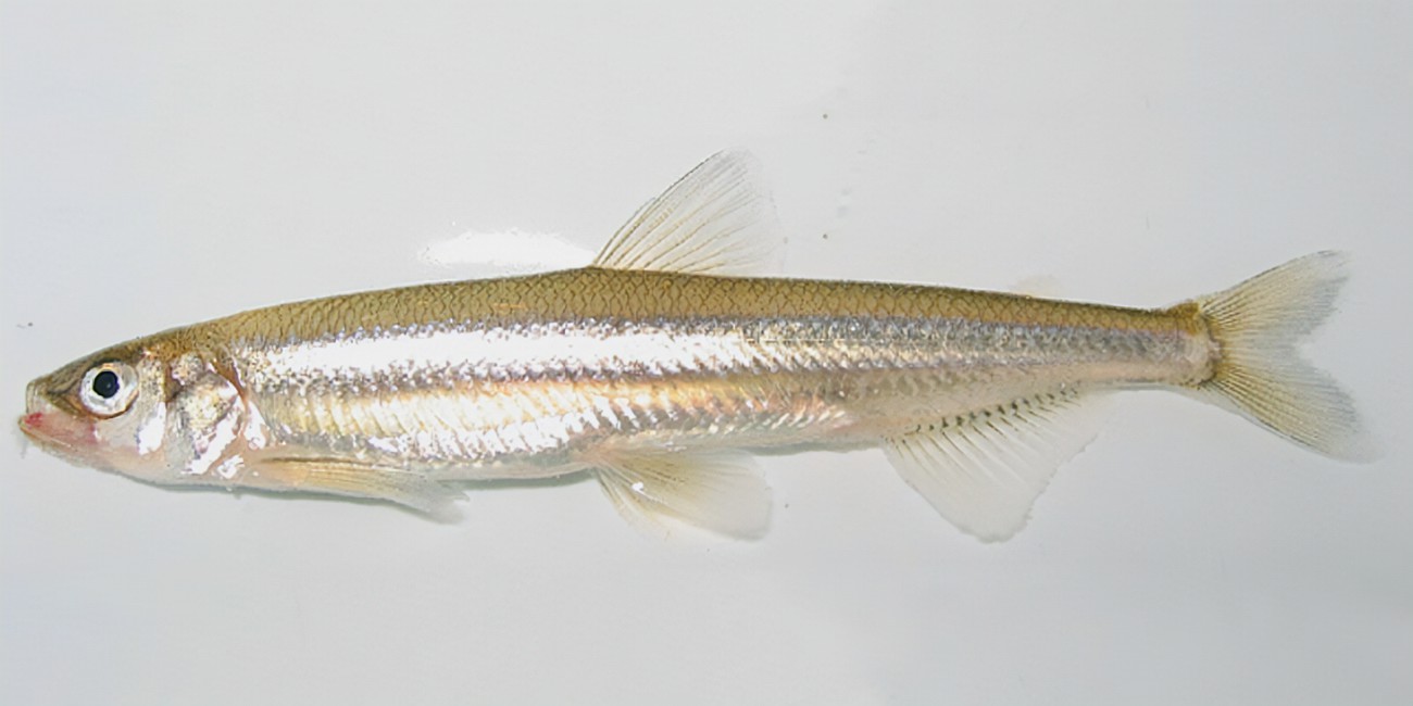 俗名雅巴沙,兔子鱼,大眼白,乌苏里江分布最多,黑龙江,松花江和兴凯湖