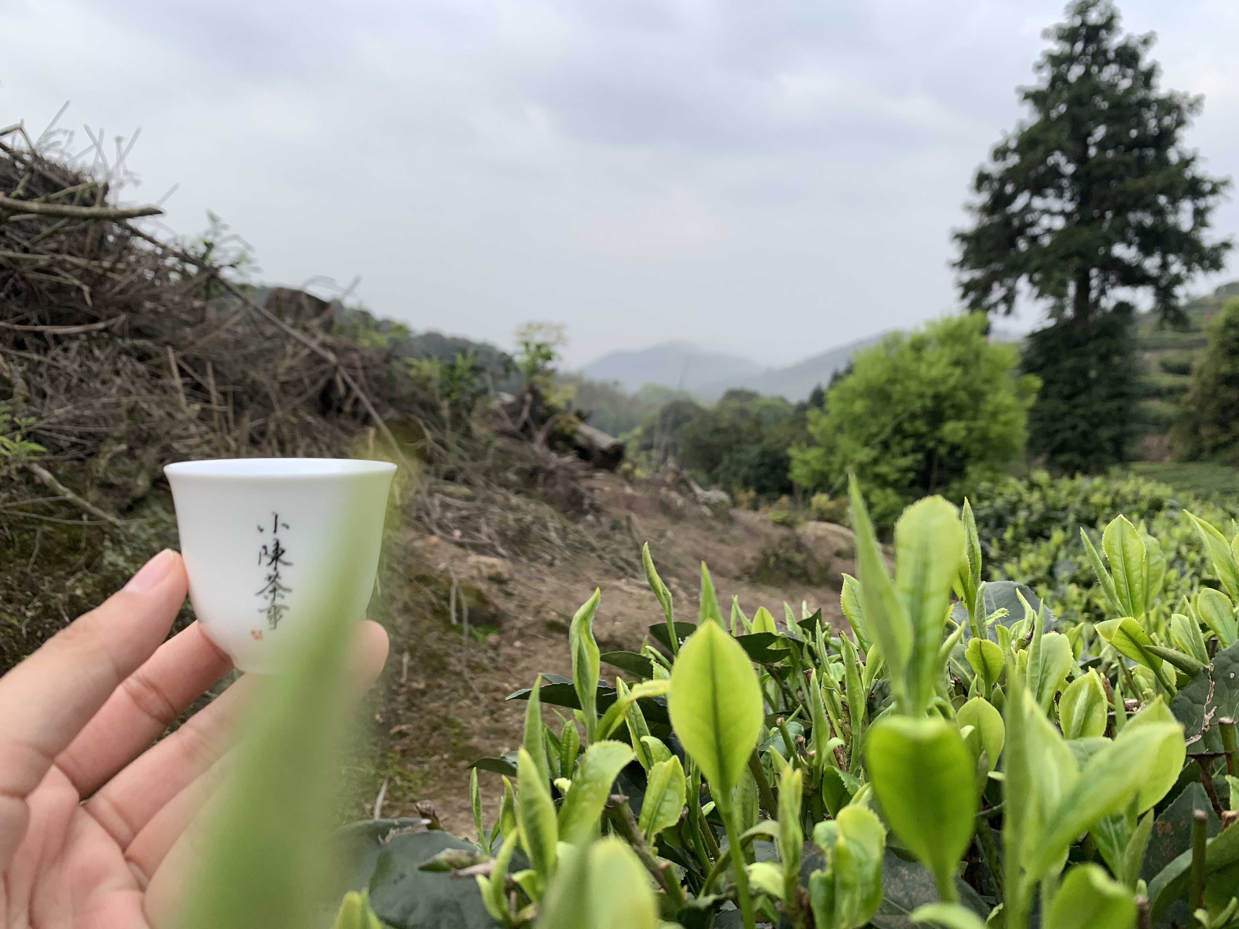 绿茶、白茶、岩茶、红茶、普洱茶，都是越陈越好吗？现在有答案了