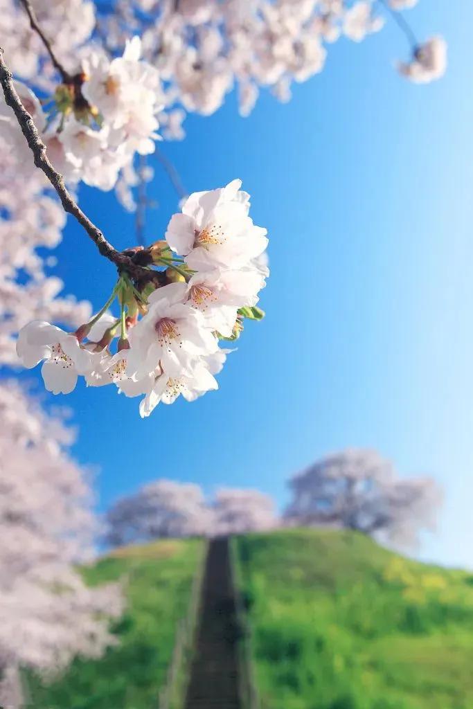 清明节的由来和习俗