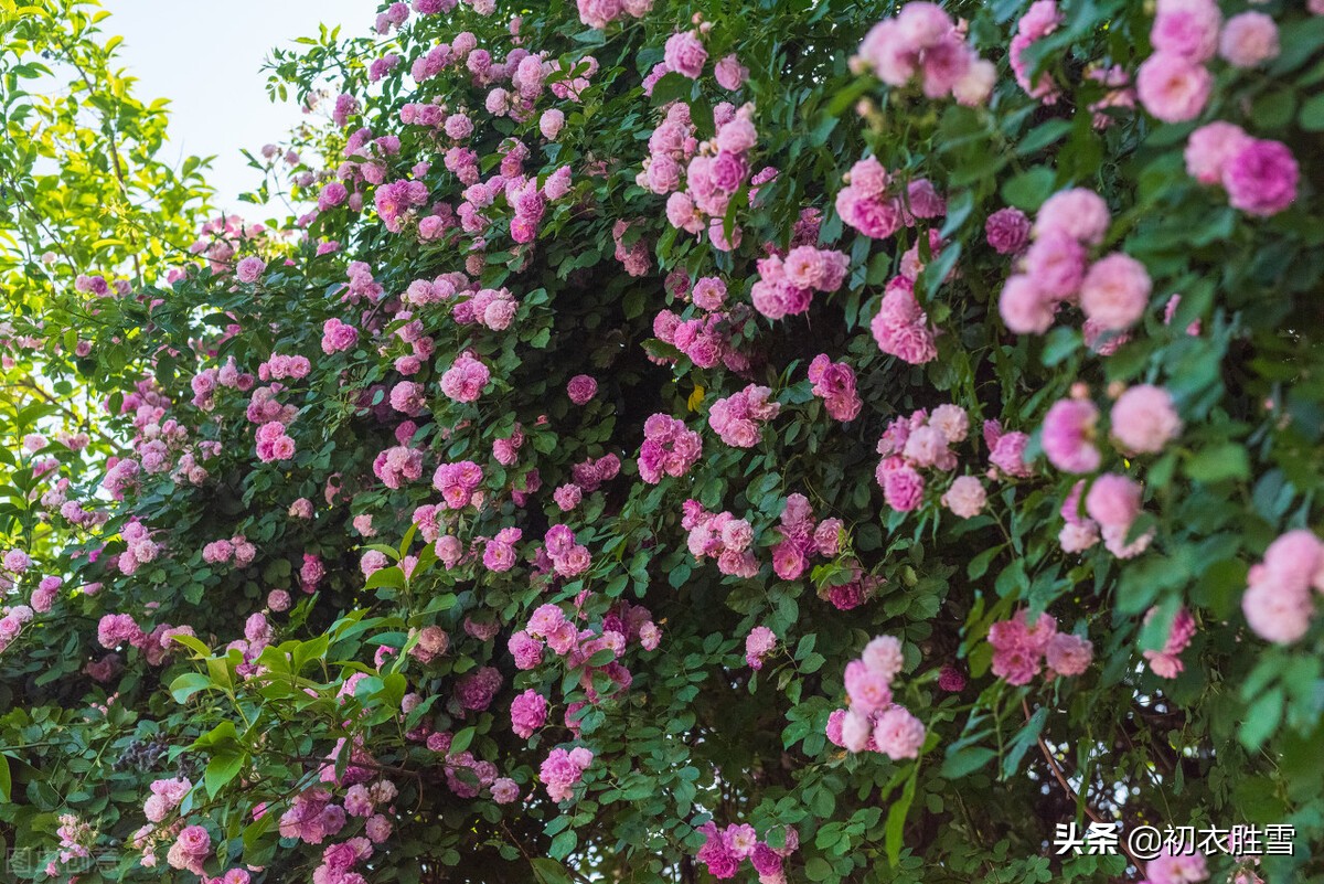 仲春花信之蔷薇美诗七首：当户种蔷薇，千艳万艳开