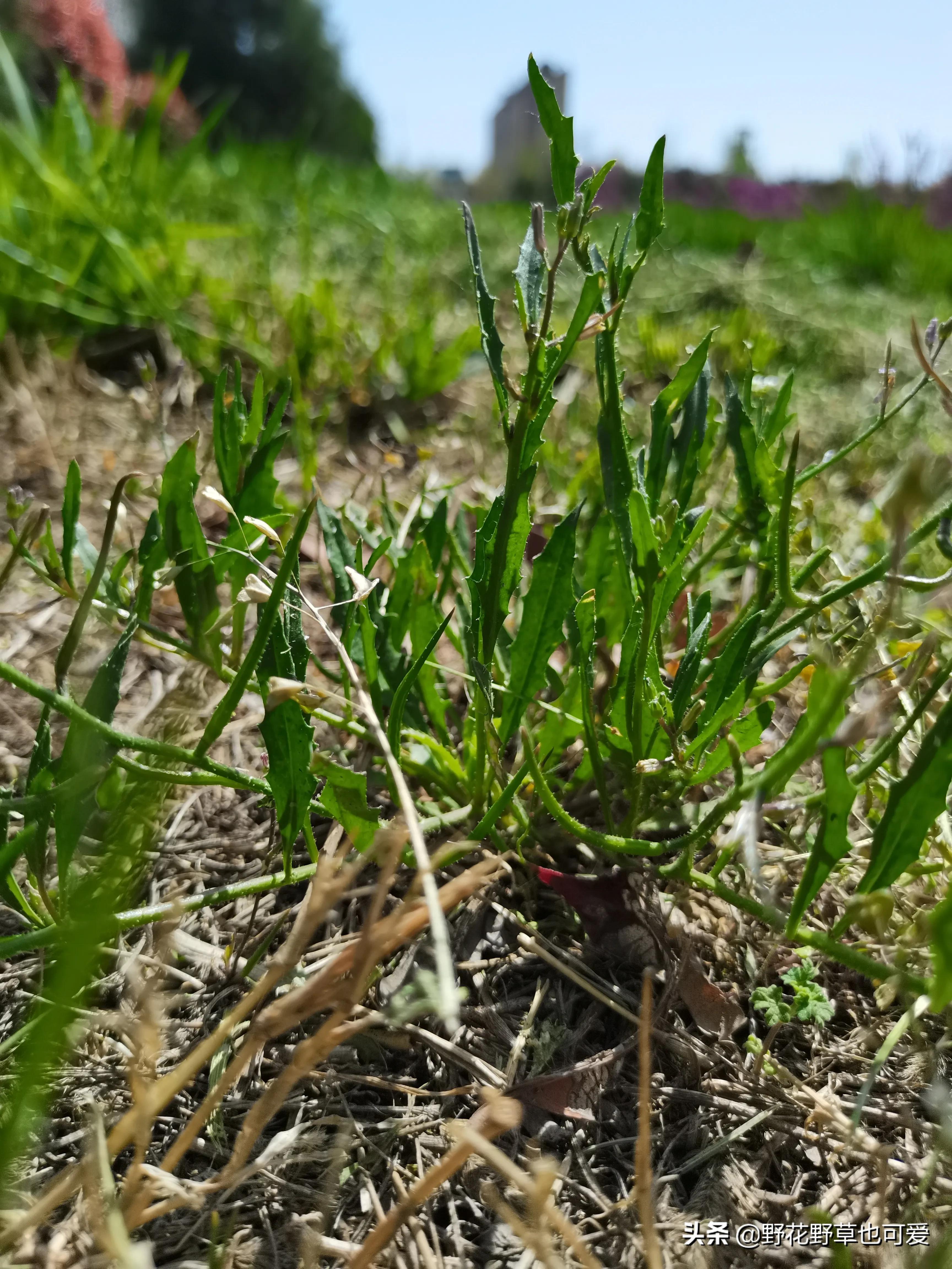 完了真的要绝种了罕见的红花荠菜被公园园丁当杂草割了