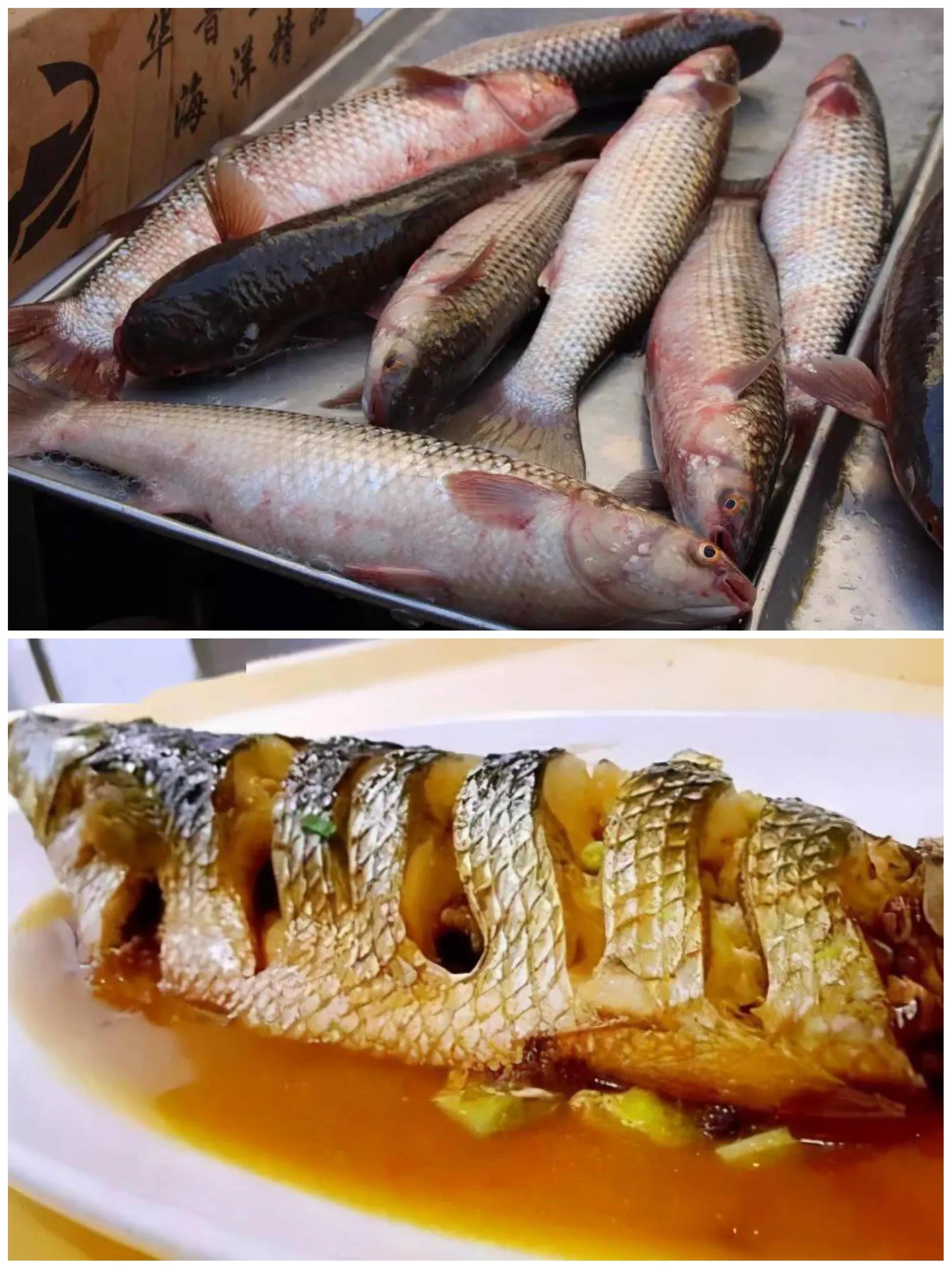 常吃的海鱼大全!请收藏,旅游能用上